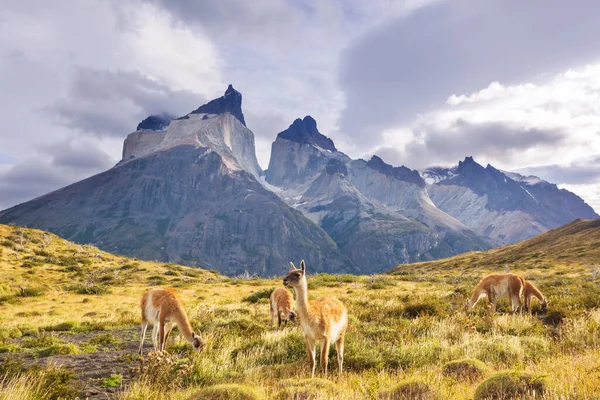 Lindas Paisagens Montanhosas Guanaco Parque Nacional Torres Del Paine Chile — Fotografia de Stock