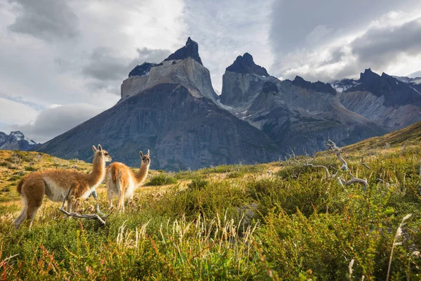 Gyönyörű Hegyvidéki Tájak Guanaco Torres Del Paine Nemzeti Parkban Chilében — Stock Fotó