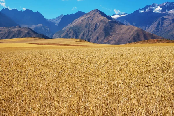 Sarı Buğday Tarlası Kırsal Arazi — Stok fotoğraf