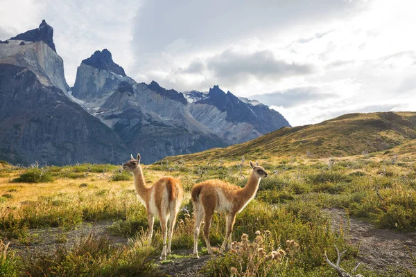 Wunderschöne Berglandschaften Und Guanaco Torres Del Paine Nationalpark Chile Weltberühmtes — Stockfoto