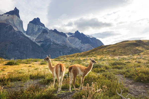 Hermosos Paisajes Montaña Guanaco Parque Nacional Torres Del Paine Chile — Foto de Stock