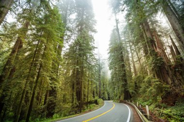 Kuzey Kaliforniya 'da Redwood Otoyolu, Birleşik Devletler