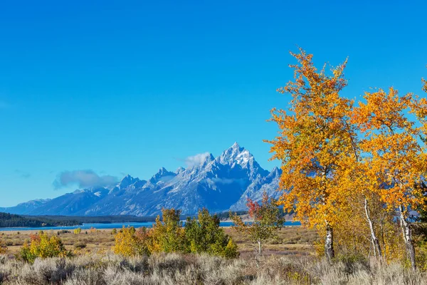 Jasné Barvy Podzimní Sezóny Grand Teton National Park Wyoming Usa — Stock fotografie