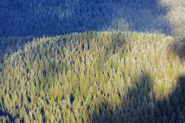 Widok Dno Wysokich Drzew Wiosennym Lesie — Zdjęcie stockowe
