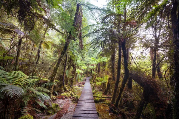 Nieuw Zeelandse Tropische Jungle Bos Groene Natuurlijke Achtergrond — Stockfoto