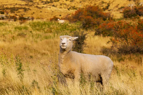 Owce Zielonej Łące Górskiej Scena Wiejska Nowej Zelandii — Zdjęcie stockowe