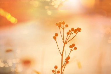 Güneşli sonbahar çayırı. Doğal arkaplan.