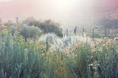 Güneşli sonbahar çayırı. Doğal arkaplan.
