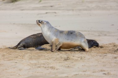 Kumsalda oldukça rahatlatıcı bir fok balığı, Yeni Zelanda