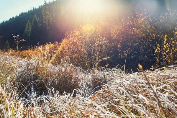 Słoneczna Jesienna Łąka Naturalne Tło — Zdjęcie stockowe