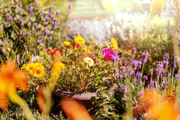 Een Close Van Prachtige Bloemen Geschikt Voor Bloemen Achtergrond — Stockfoto