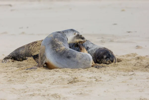 Mooie Ontspannende Zeehond Het Strand Nieuw Zeeland — Stockfoto