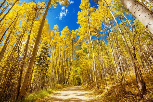 Estrada Floresta Outono Dia Chuvoso — Fotografia de Stock