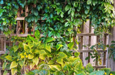 Tropik ağaç yapraklarıyla yaz arkaplanı