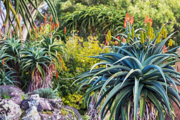 Aloe Vera Květiny Kvetou Břehu Jezera Nový Zéland — Stock fotografie