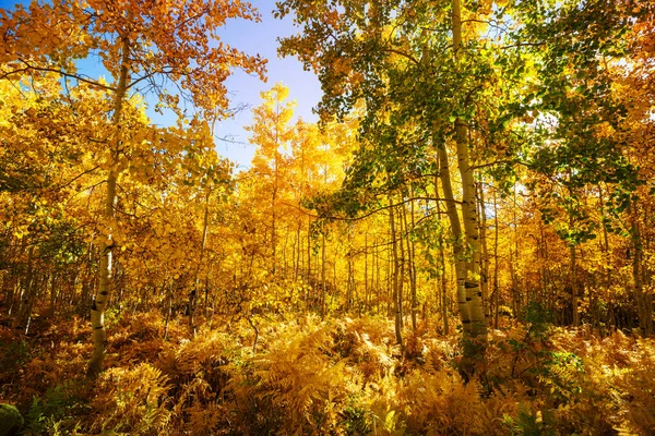 Colorida Escena Bosque Soleado Temporada Otoño Con Árboles Amarillos Día —  Fotos de Stock