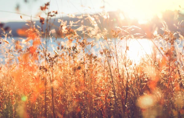 阳光灿烂的秋天的草地 自然背景 — 图库照片