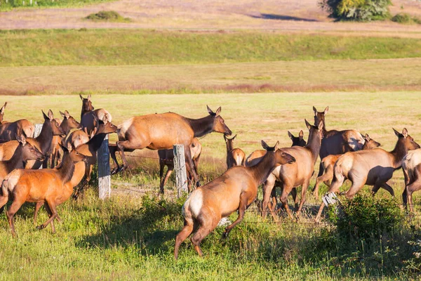 Cervo Nel Prato Verde Stati Uniti — Foto Stock