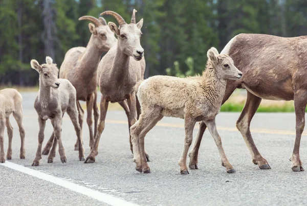 加拿大落基山脉班夫国家公园的大角羊 — 图库照片