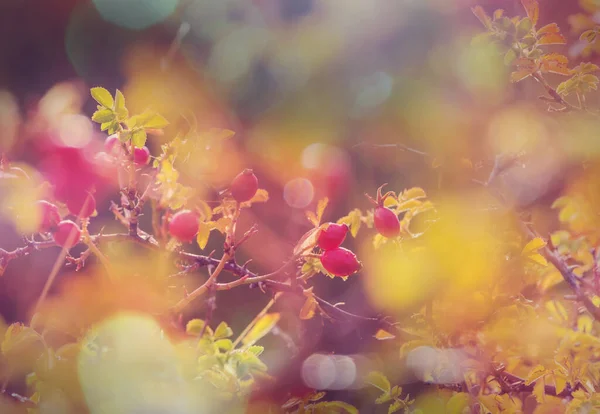 Hagebuttenbeeren Auf Dem Zweig Den Bergen Natürlicher Herbstlicher Saisonaler Hintergrund — Stockfoto