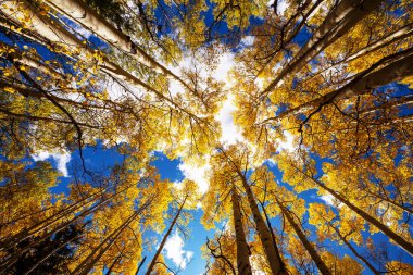 Sonbahar mevsiminde açık havada sarı ağaçlarla güneşli bir orman sahnesi.