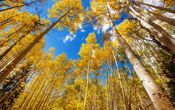 Colorida Escena Bosque Soleado Temporada Otoño Con Árboles Amarillos Día — Foto de Stock