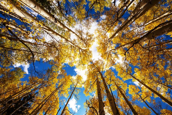 Colorida Escena Bosque Soleado Temporada Otoño Con Árboles Amarillos Día —  Fotos de Stock