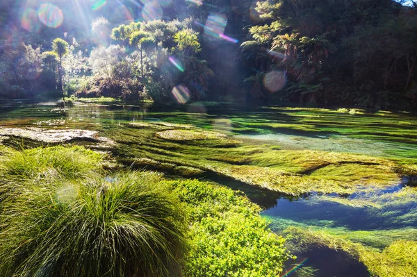 Niezwykła Niebieska Wiosna Nowej Zelandii Piękne Krajobrazy Naturalne — Zdjęcie stockowe