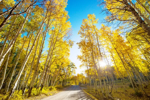 Colorful Autumn Scene Countryside Road Forest — Stock Photo, Image