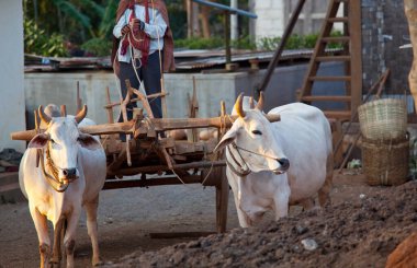İki beyaz öküz Myanmar köyünde ahşap arabayı çekiyor.