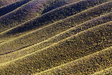 Yaz mevsimi yeşil tepeler dağlarda manzara güzel yaz zamanı orman doğası vahşi doğa