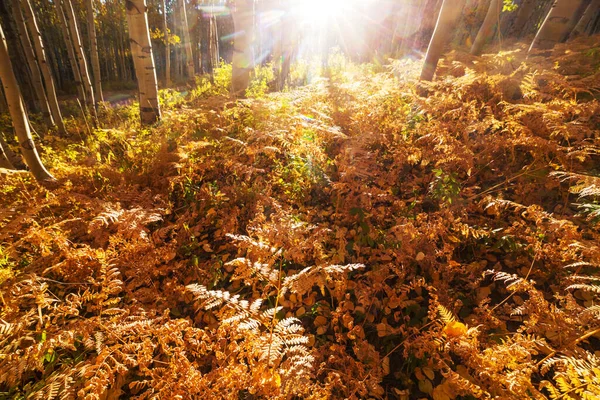 Scène Forêt Ensoleillée Colorée Automne Avec Des Arbres Jaunes Par — Photo