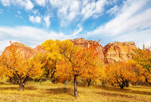 Giardino Arancione Nella Stagione Autunnale — Foto Stock