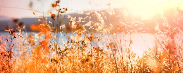 Sonnige Herbstwiese Natürlicher Hintergrund — Stockfoto