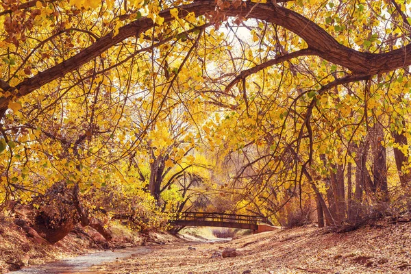 Beaux Arbres Colorés Dans Parc Automne — Photo