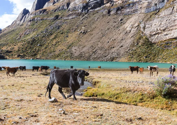 Стадо Коров Летнем Зеленом Поле Сельское Хозяйство Сельское Пастбище — стоковое фото