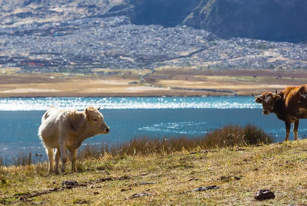 Herd Van Koeien Zomer Groen Akker Landbouw Land Bosbouw Weiland — Stockfoto