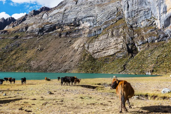 Eine Herde Kühe Auf Der Grünen Wiese Sommer Landwirtschaft Bewirtschaftet — Stockfoto