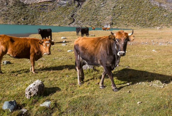 Herd Van Koeien Zomer Groen Akker Landbouw Land Bosbouw Weiland — Stockfoto