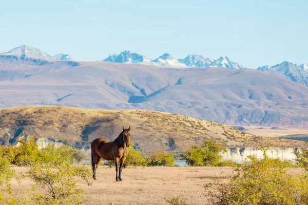 Horse Pasture Chile South America — Stock Photo, Image