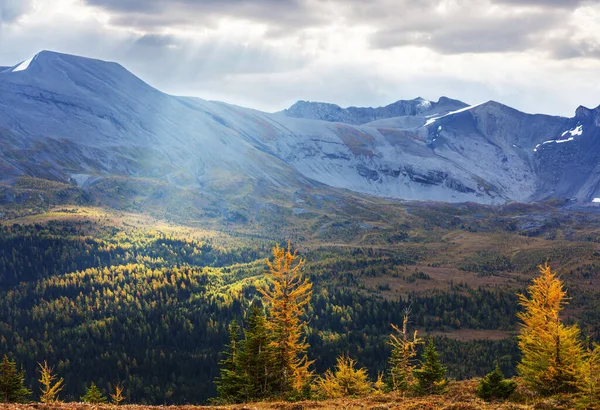 Güzel Altın Tarlalar Dağlarda Sonbahar Mevsiminde — Stok fotoğraf