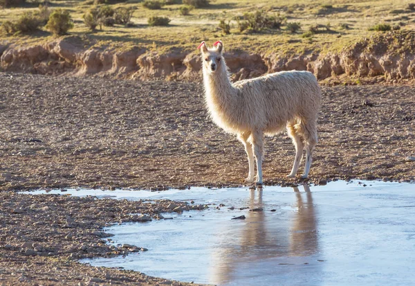 Lama Una Zona Remota Della Bolivia — Foto Stock