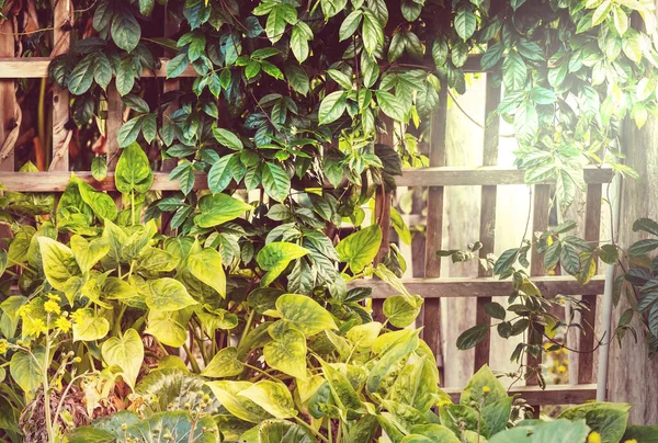 熱帯の木の葉を持つ夏の背景 — ストック写真