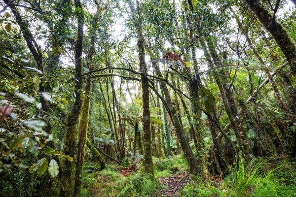 Foresta Tropicale Della Giungla Della Nuova Zelanda Verde Sfondo Naturale — Foto Stock