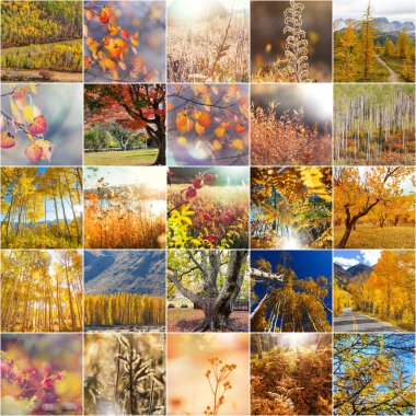 Turuncu ve Sarı Sonbahar kolajı. Sonbahar arkaplanı.