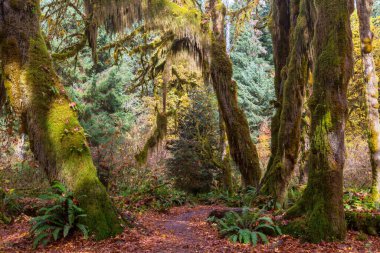 Hoh Yağmur Ormanları 'nda sonbahar sezonu, Olympic National Park, WA, ABD. Güzel sıradışı doğal manzaralar