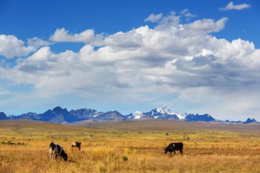 Yaz yeşili tarlasında inek sürüsü Tarım tarımı kırsal çayırlarda