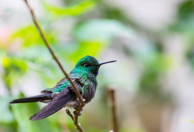 Kosta Rika, Orta Amerika 'da renkli sinekkuşu