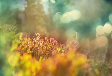 Güneşli bir günde dağ çayırı. Doğal yaz manzarası.