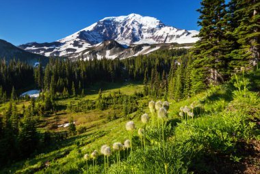 Mount Rainier Ulusal Parkı, Washington